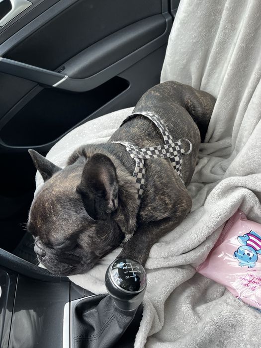 Szelki Guard Checker w szachownicę psia krew