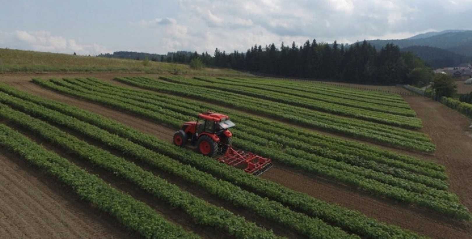 Winorośl K-sz Nachodka. Beznasienny winogron 1,8m