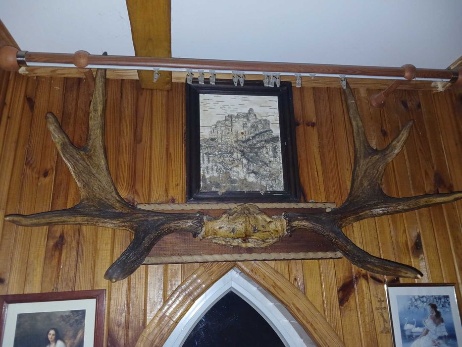 Роги   лося оленя