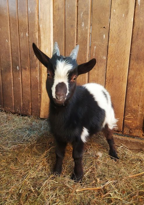 Продам молодих Цапів породи Західно-Африканських карликових кіз