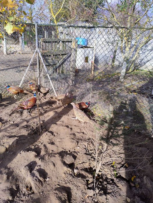 Bażanty młode polne