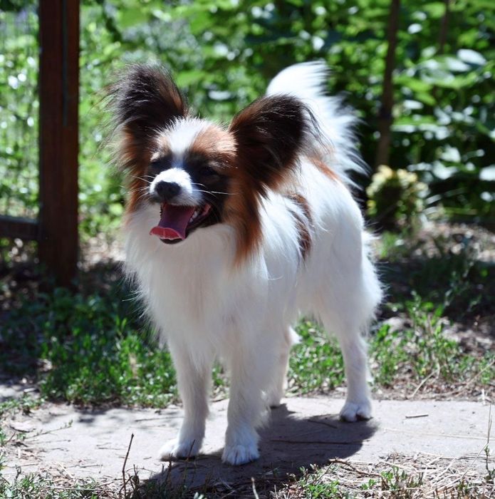 Подрощенный щенок папильон , питомник КСУ (FCI)