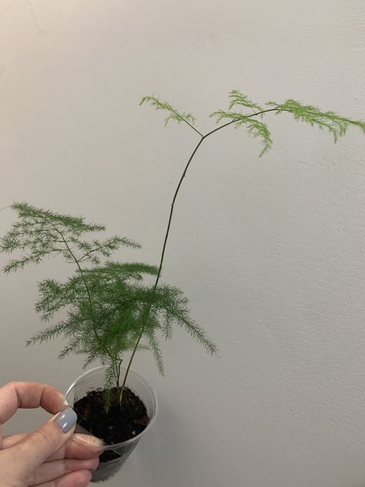 Аспарагус перистий, аспарагус Шпренгера, папороть