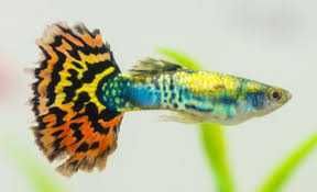 MISIEKZOO Żyworódki - Gupiki Pawie Oczko / Różne odmiany Barwne