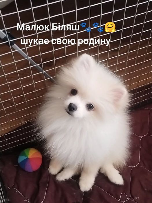 Хлопчик померанець