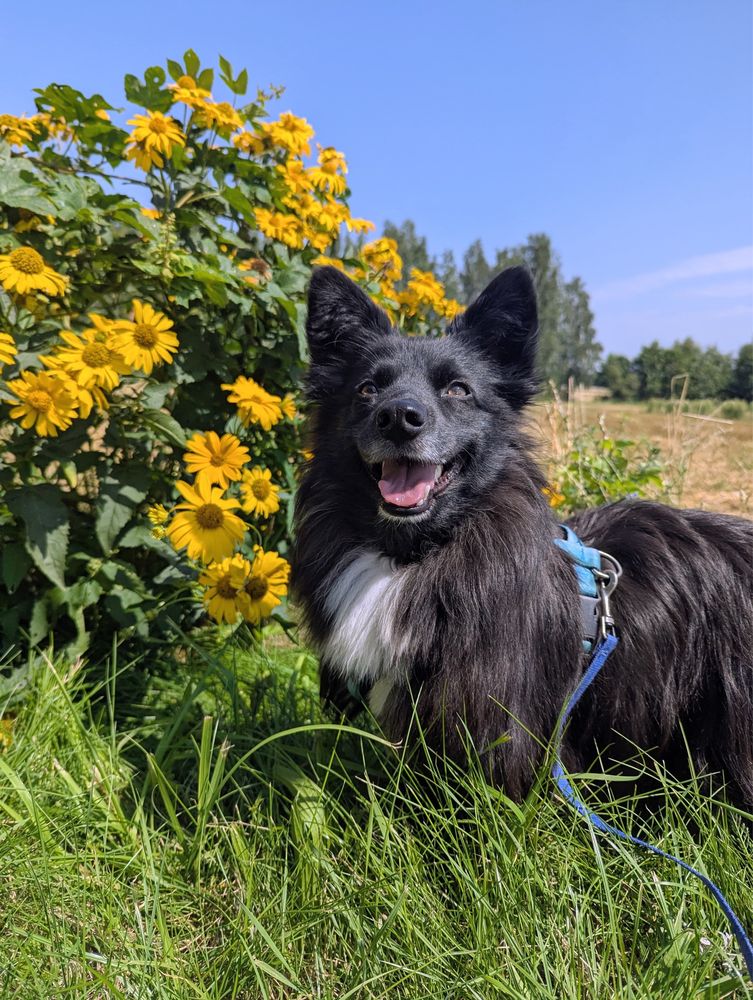 Alfa – miniaturowa piękność jak fiński lapphund