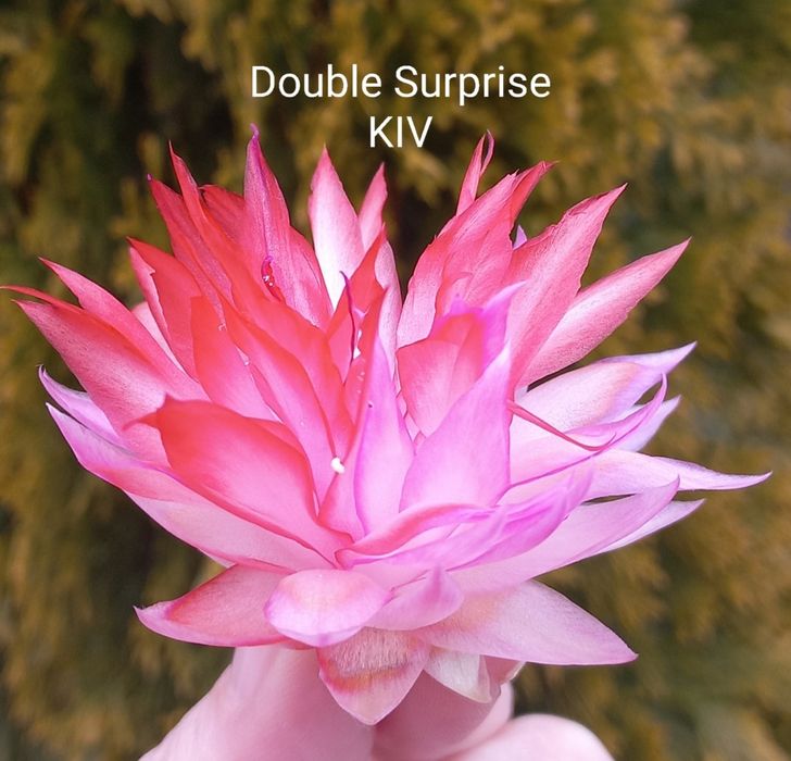 Шлюмбергера Double Surprise