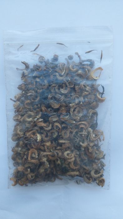 Календула насіння нагідки насіння