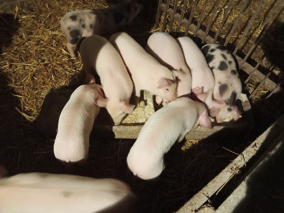 Sprzedam prosięta PBZ X DUROC X PIETRAIN
