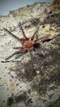 Pamphobeteus sp machala Samica 3DC