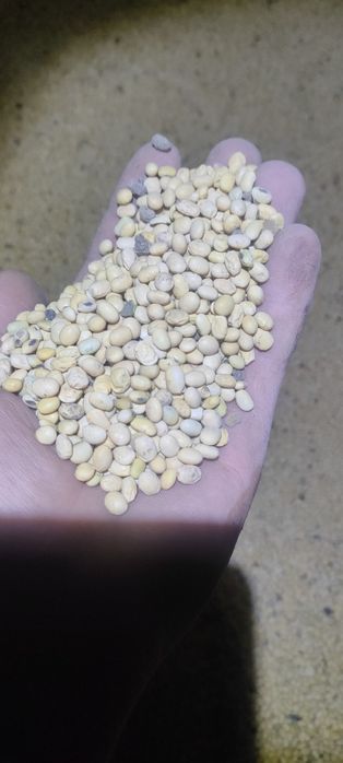 Продам сою 2025 года урожаю