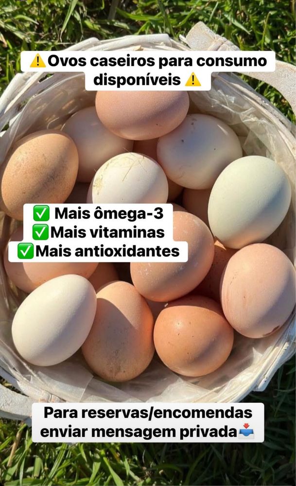 Ovos Caseiros para Consumo