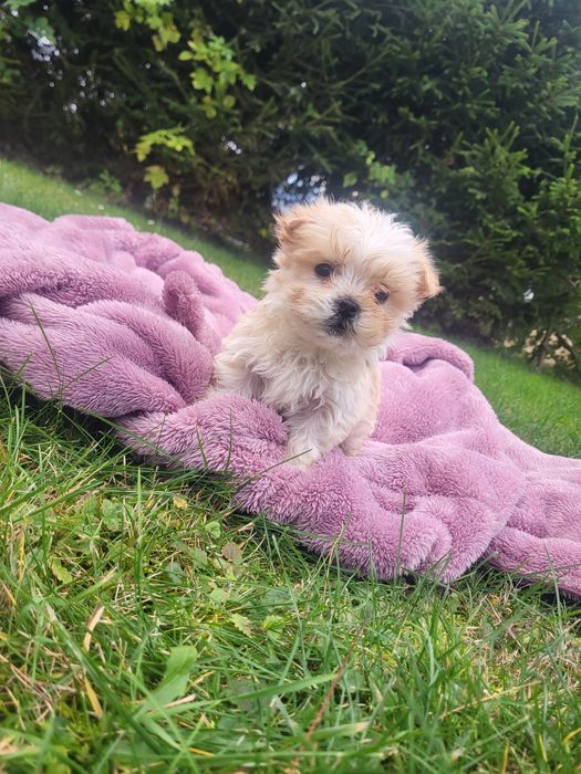 Chłopczyk Maltipoo