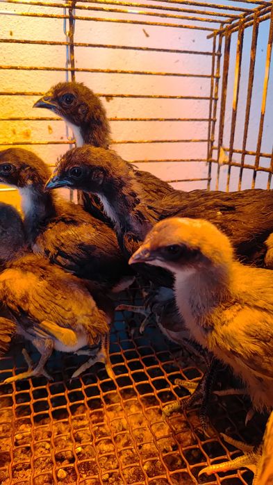 Pintos Jersey Gigante Negros Azuis e Splash