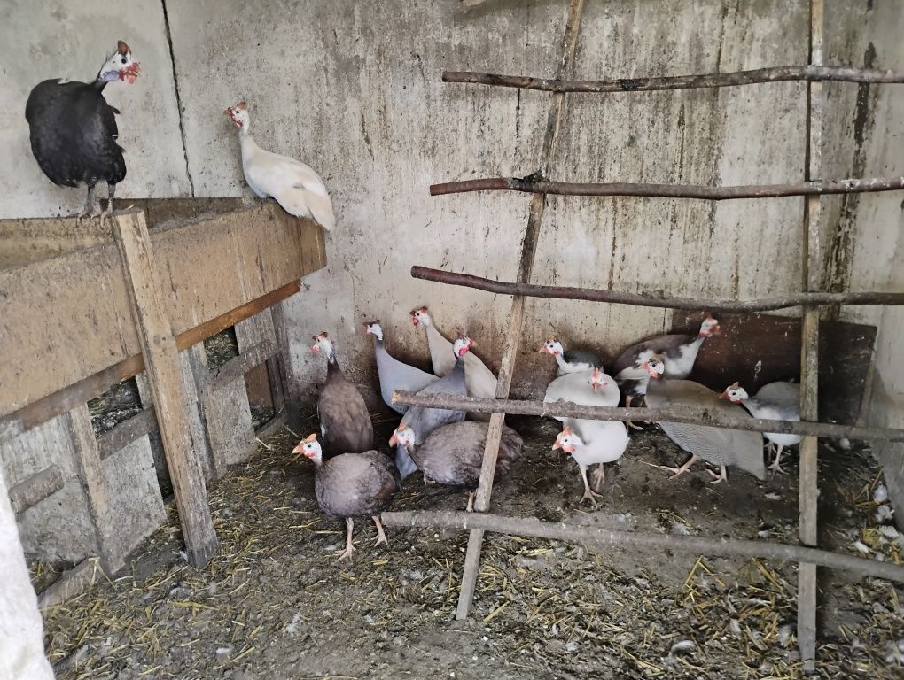 Perliki  oraz  pisklęta