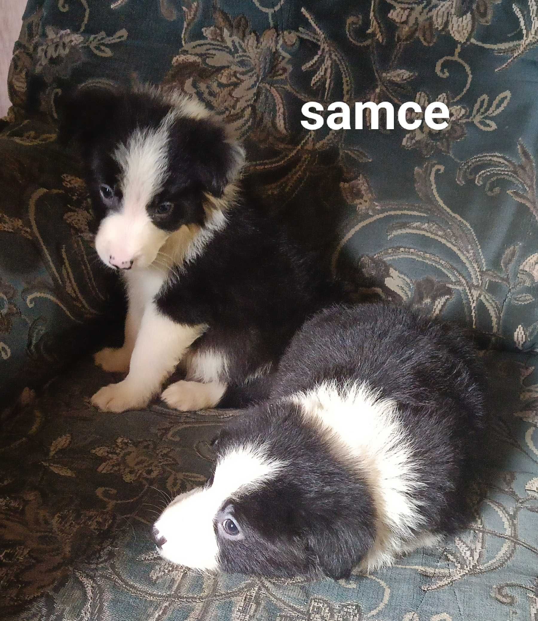 Samiec border collie