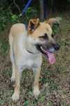 1, 5 roczna, 15kg Olsza adopcja za darmo oddam