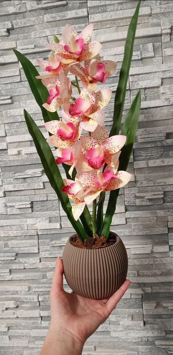 Орхідея декоративна