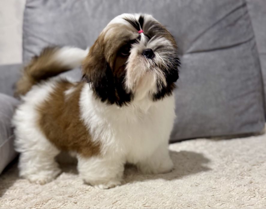 Piesek Shih Tzu ZKwP FCI