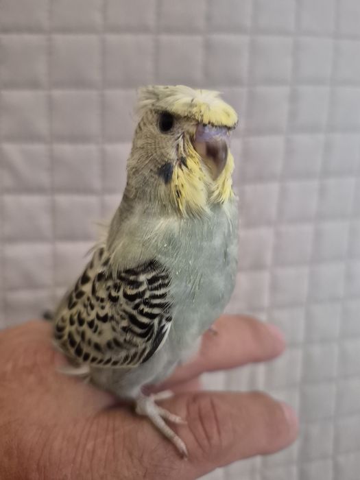 Piriquitos Horogomos  domesticados