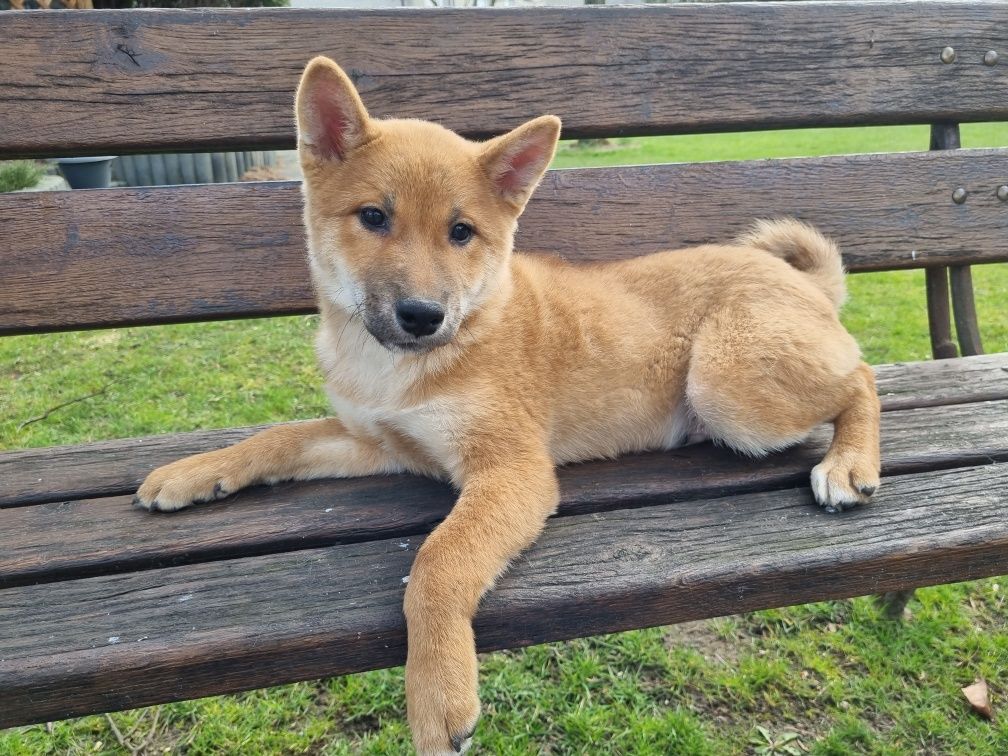 Shiba inu piesek