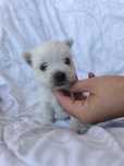 West Highland White Terrier piesek do rezerwacji