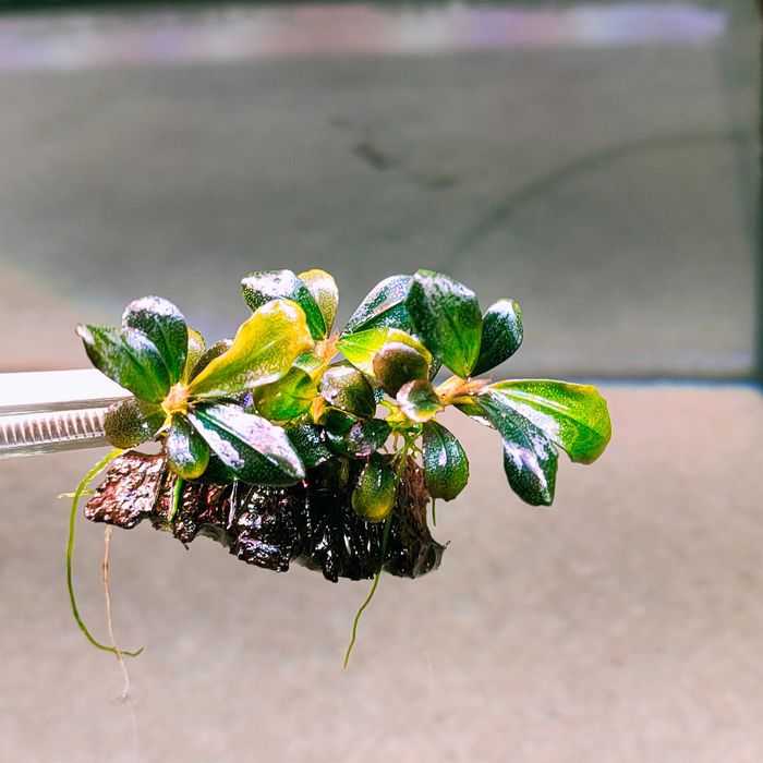 Bucephalandra Pygmaea "Bukit Kelam/Sintang"