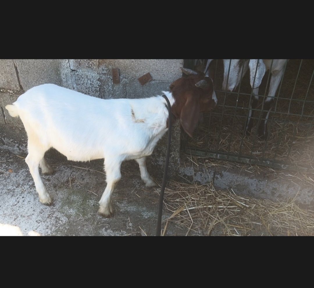 Boer disponível.