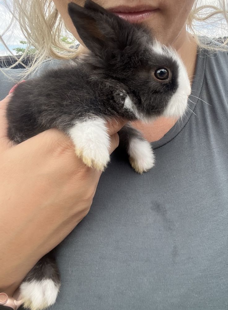 Kroliczki Teddy