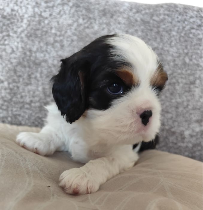 Cavalier King Charles Spaniel piesek samczyk tricolor