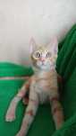 Рыжий активный котенок - мальчик, кот, 4 месяца