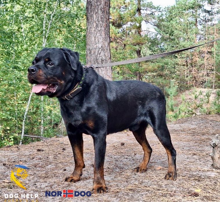 Ротвейлер Зевс шукає дім