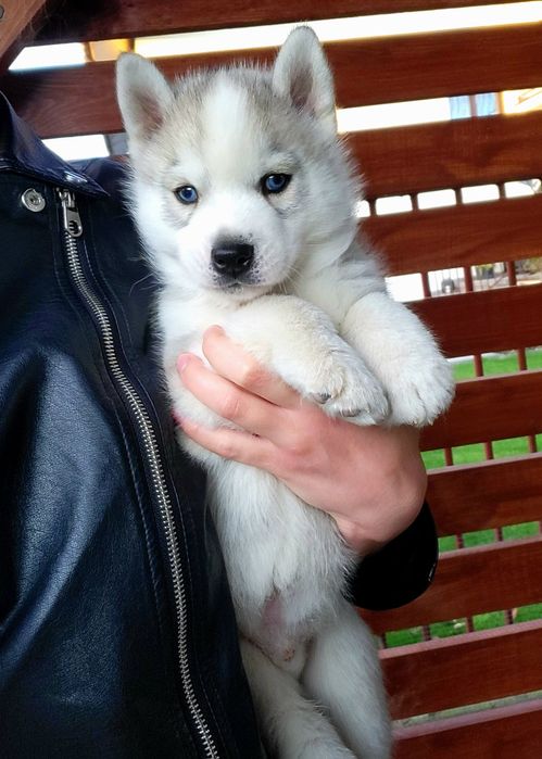 ICE MOON piesek po championach zkwp fci siberian husky