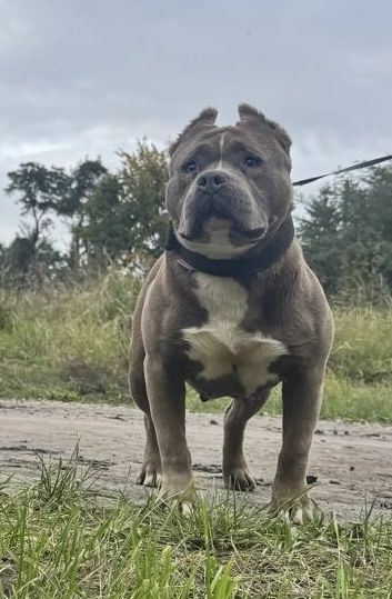 Likwidacja hodowli – suczka Pit Bull do oddania