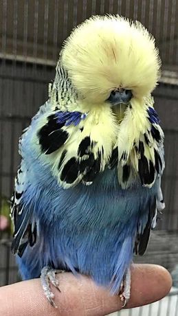 Волнистые попугаи чехи-крупнні пушистики, від 3-4 міс