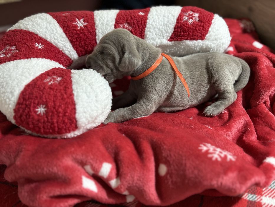 Szczenię wyżła weimarskiego