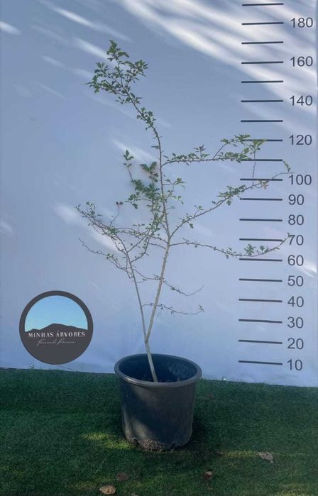 Crataegus monogyna 150/180 cm