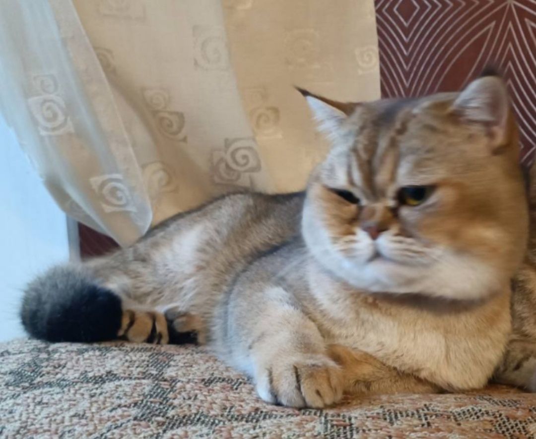 Золотая шиншилла, вязка