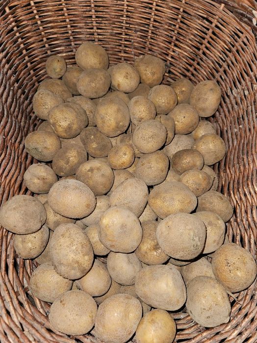 Sprzedam ziemniaki odmiana Vineta .Ziemniaki ekologiczne na oborniku