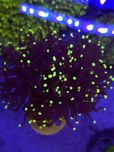 Euphyllia Glabrescens Black Torch Yellow tips 2 głowy koralowce