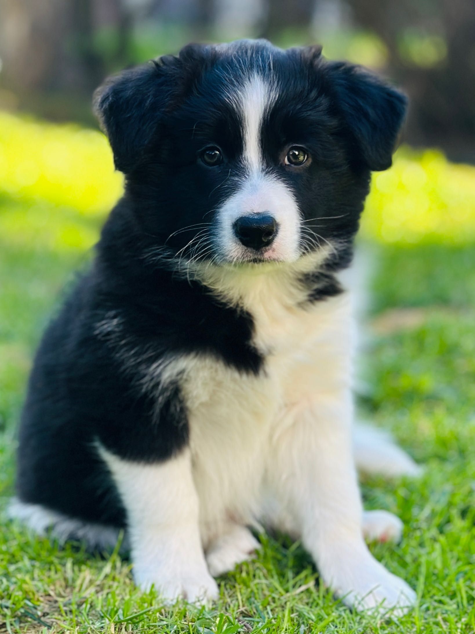Border Collie FCI / ZKwP