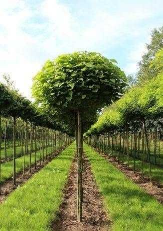 Surmia bignoniowa'Nana' Catalpa szczepiona 160-250cm.Małopolska.