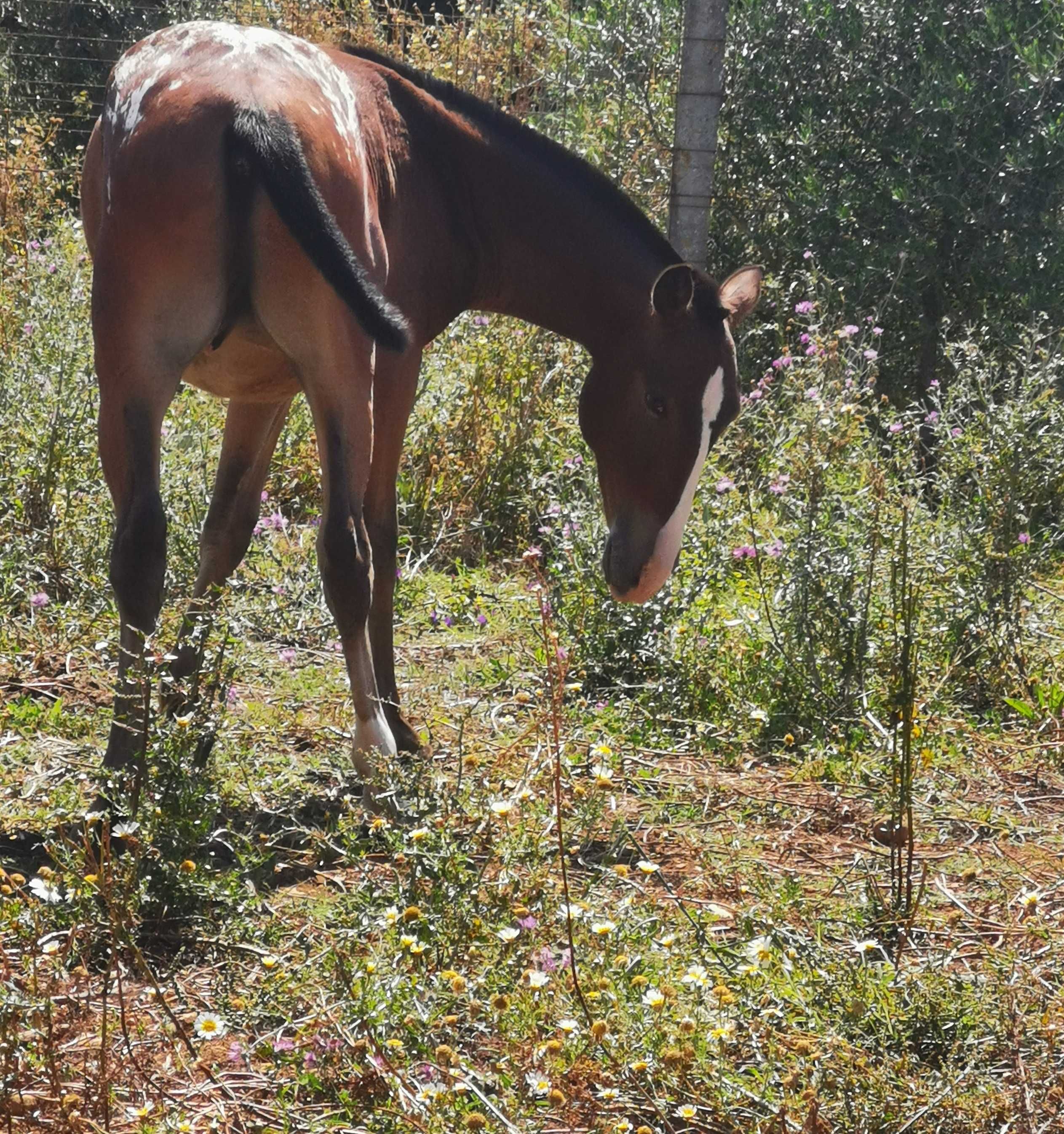 Appaloosa Urano [raro e meigo]