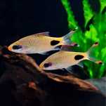 Mascara barb- dawkinsia assimilis
