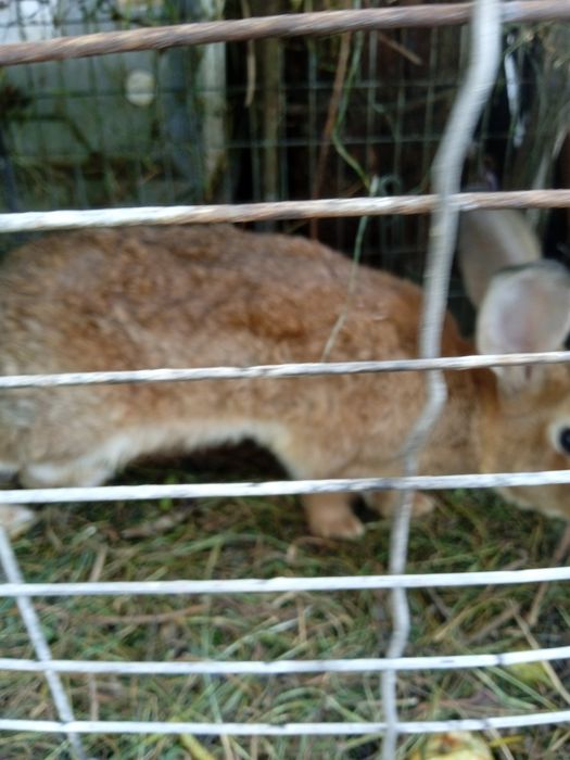 Продам кроликів " як зайці"