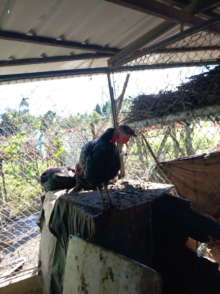 Perua caseira boa qualidade