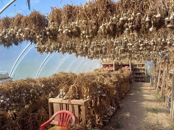 Czosnek lubasza 5 kg