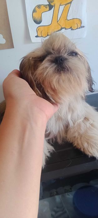 Shih-tzu macho porte mini,  com LOP