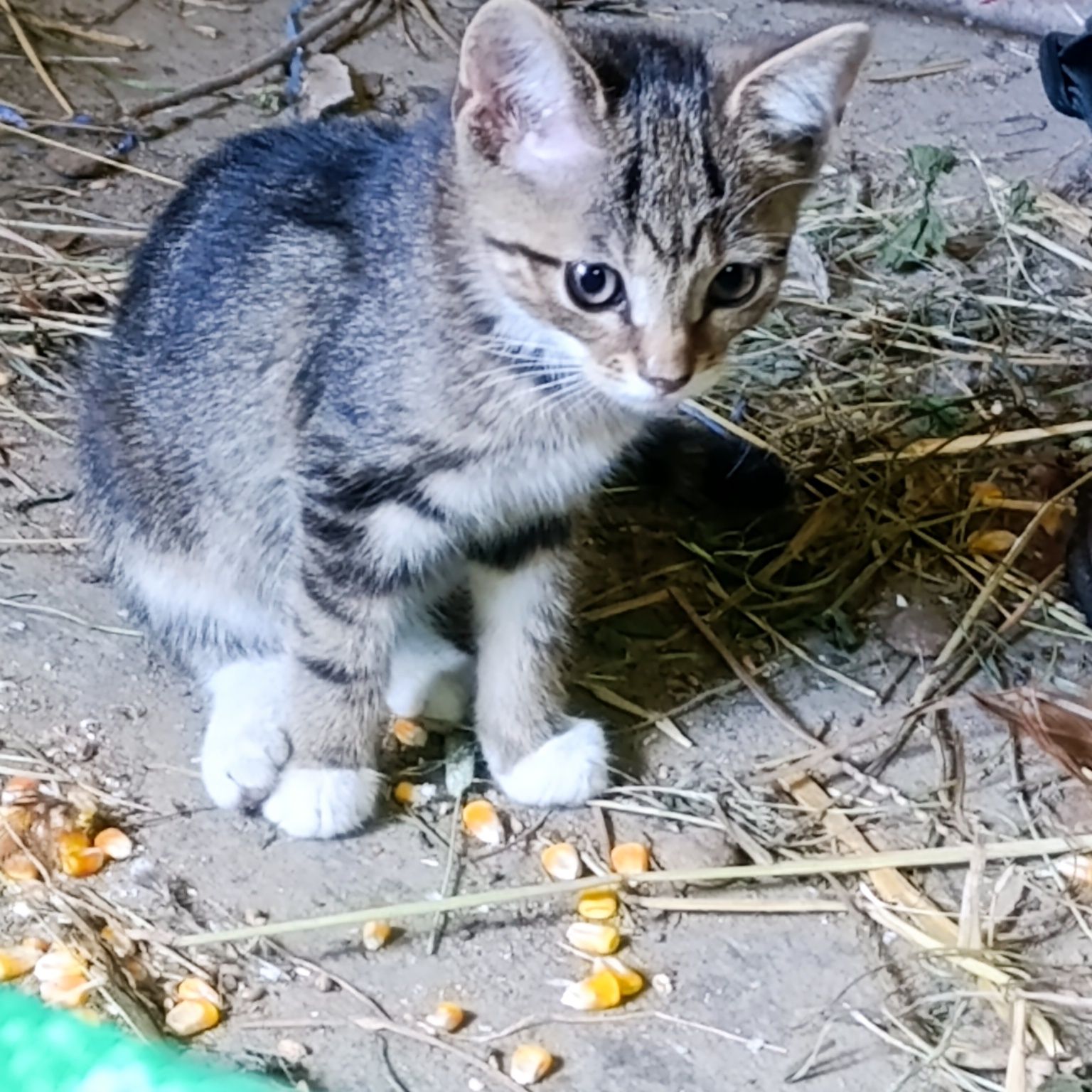 Kociaki dachowce