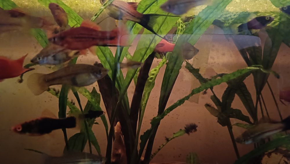 Sprzedam gupiki i mieczyki